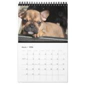 Calendrier bouledogue français superbe collection  (Mar 2026)