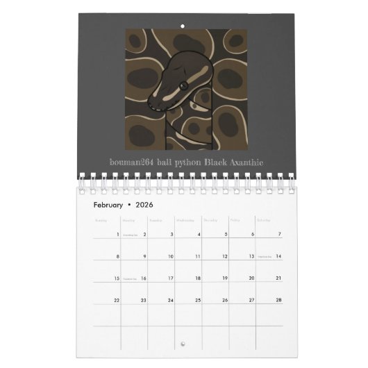 Calendrier bouman ball python series (Feb 2026)