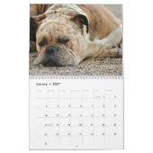 Calendrier Boxers Dogs 2020 (Jan 2027)