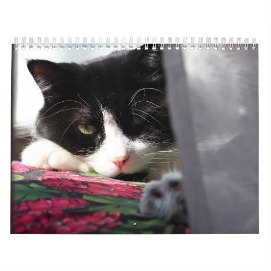 Calendrier Brave Sir Bébé (Protection)