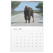 Calendrier Buffaloed (Jan 2026)