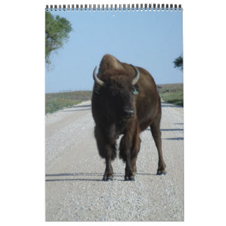 Calendrier Buffaloed