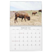 Calendrier Buffaloed ! (Feb 2027)