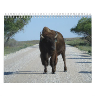 Calendrier Buffaloed !