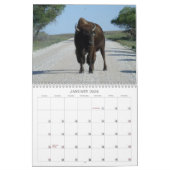 Calendrier Buffaloed ! (Jan 2026)