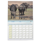 Calendrier Buffle Calendar Buffalo Animal (Jan 2027)