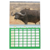 Calendrier Buffle Calendar Buffalo Animal (Mar 2027)