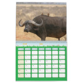 Calendrier Buffle Calendar Buffalo Animal (Mar 2026)