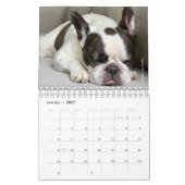 Calendrier Bulldog 2020 français - Cooper le Franç (Jan 2027)