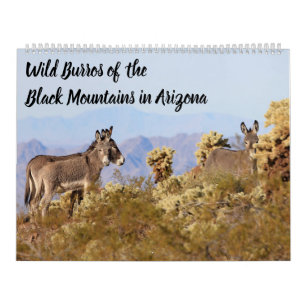 Calendrier Burros sauvage des montagnes noires