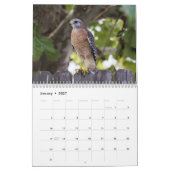 Calendrier Buse à queue rousse 2027 (Jan 2027)