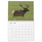 Calendrier C10 Big Bull Elk (Mar 2026)