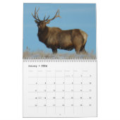 Calendrier C10 Big Bull Elk (Jan 2026)