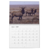 Calendrier C9 Grand Élan Mâle (Mar 2027)