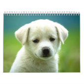 Calendrier Calander de chien (Protection)
