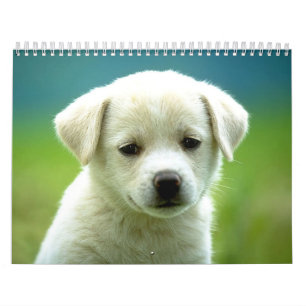 Calendrier Calander de chien