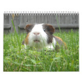Calendrier Calander de cobaye (Protection)