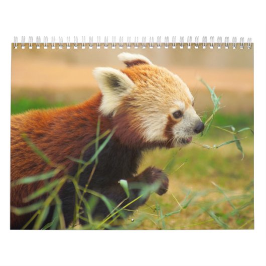 Calendrier Calandres 20 d'animal (Protection)