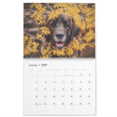 Calendrier Calendar - Leonberger Ladies (Jan 2027)