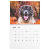 Calendrier Calendar - Leonberger Ladies (Feb 2027)