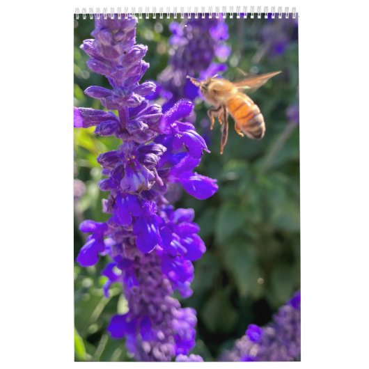 Calendrier Calendar Pollinators: Bees and Butterflies (Protection)