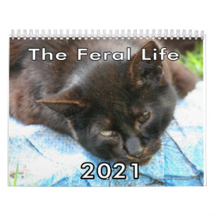 Calendrier Callendar photo de feral Life Feral Cats