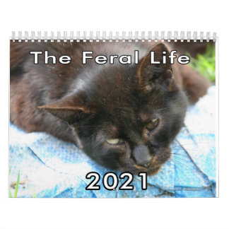 Calendrier Callendar photo de feral Life Feral Cats