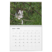 Calendrier Callendar photo de feral Life Feral Cats (Mar 2026)
