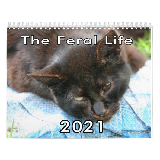 Calendrier Callendar photo de feral Life Feral Cats (Protection)