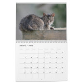 Calendrier Callendar photo de feral Life Feral Cats (Jan 2026)