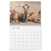 Calendrier Camel 2025 (Mar 2026)