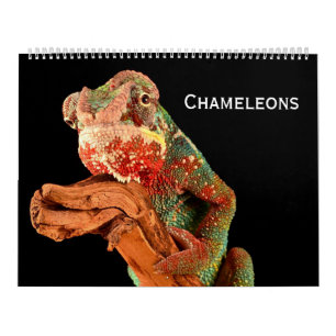 Calendrier Caméléons