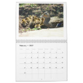 Calendrier Canards de Mallard de bébé (Feb 2027)