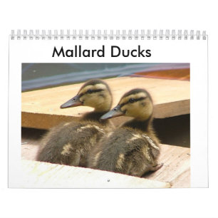 Calendrier Canards de Mallard de bébé