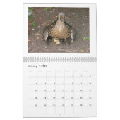 Calendrier Canards de Mallard de bébé (Jan 2026)