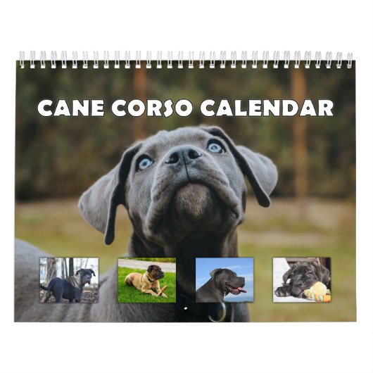Calendrier Cane Corso (Protection)
