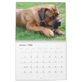 Calendrier Cane Corso (Jan 2026)