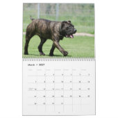 Calendrier Cane Corso (Mar 2027)