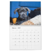Calendrier Cane Corso (Feb 2027)