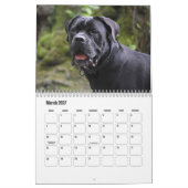 Calendrier Cane Corso Dog (Mar 2027)