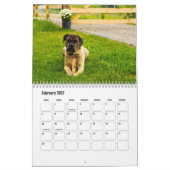 Calendrier Cane Corso Dog (Feb 2027)
