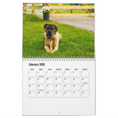 Calendrier Cane Corso Dog (Feb 2026)