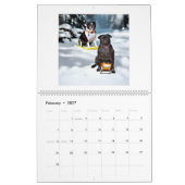 calendrier carlin et terrier de Boston (Feb 2027)