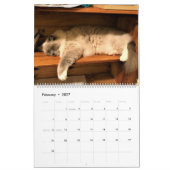 Calendrier Cat Naps 2021 (Feb 2027)
