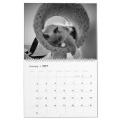 Calendrier Cat Naps 2021 (Jan 2027)