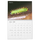 Calendrier Caterpiliers de la série Jardin (Mar 2027)