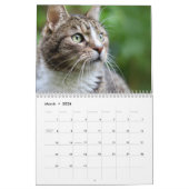 Calendrier Cats 2026 Calendar (Mar 2026)