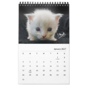 Calendrier Cats & Kittens par Kelly Nine Photographie (Jan 2027)