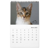 Calendrier Cats & Kittens par Kelly Nine Photographie (Mar 2026)