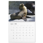 Calendrier Celebrating Seals Wall Calendar 2026 Wildlife (Mar 2026)